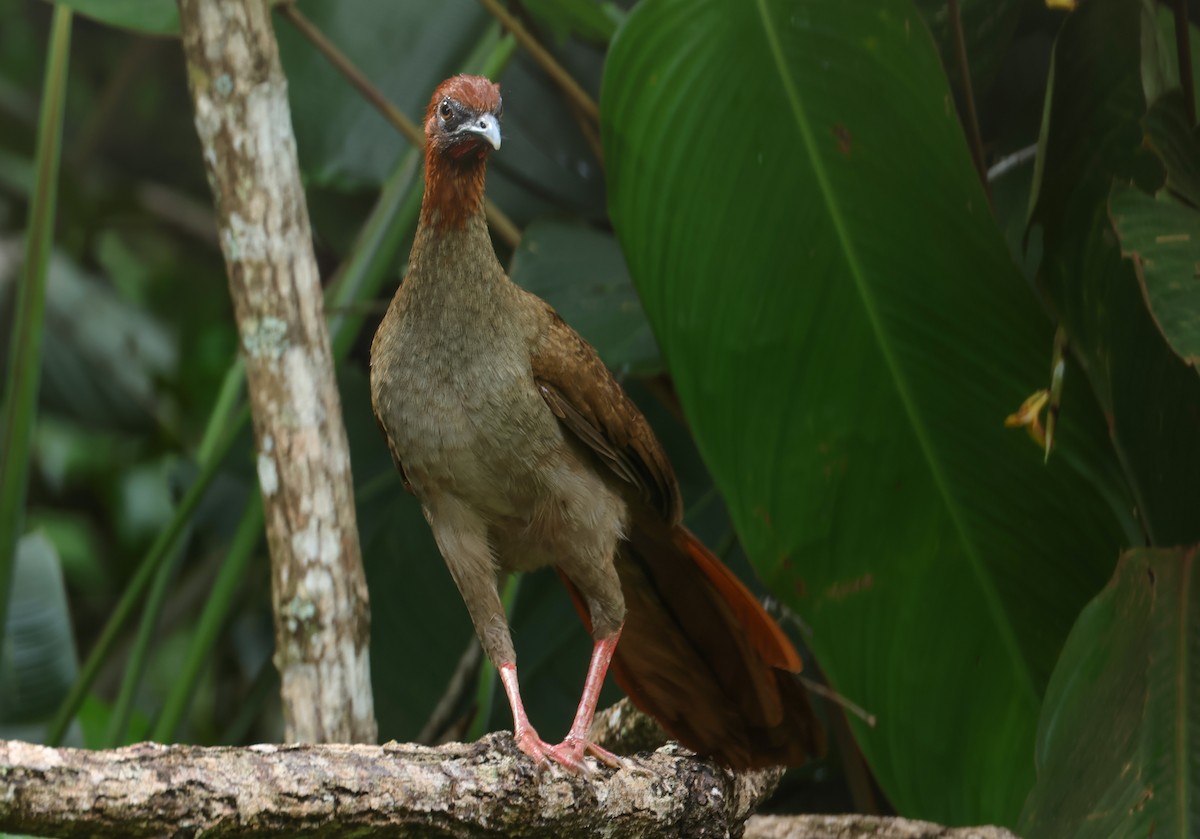 Variable Chachalaca - ML547319841