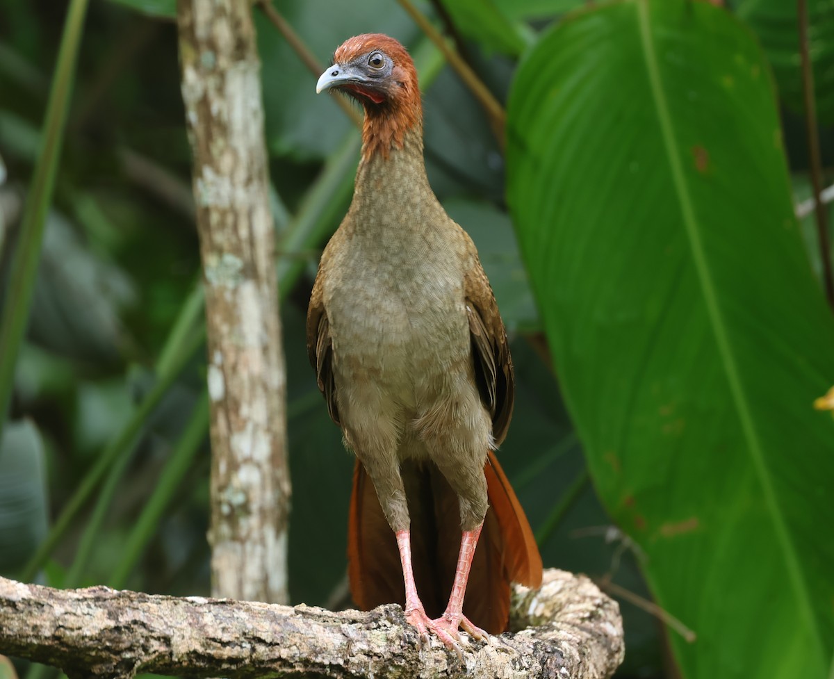 Variable Chachalaca - ML547319851