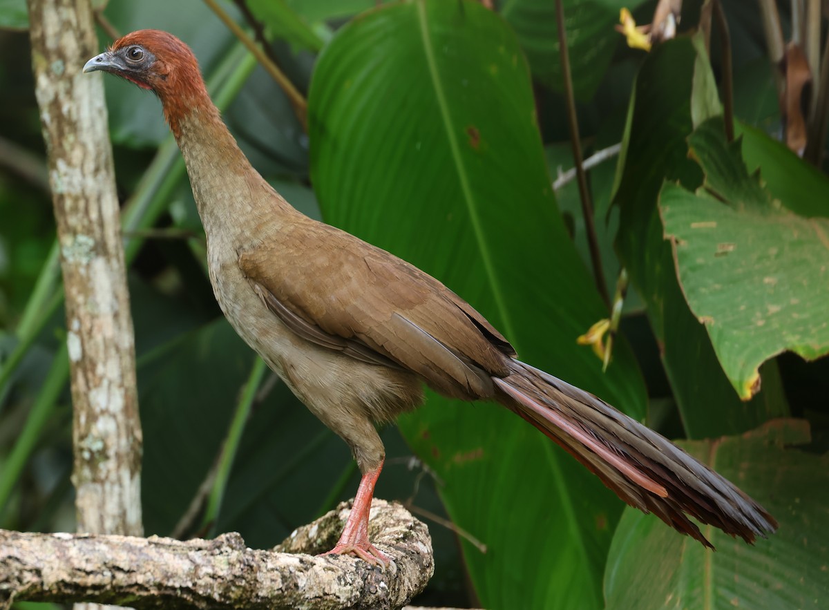 Variable Chachalaca - ML547319871