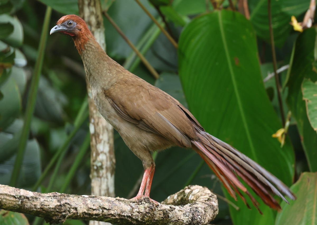 Variable Chachalaca - ML547319881