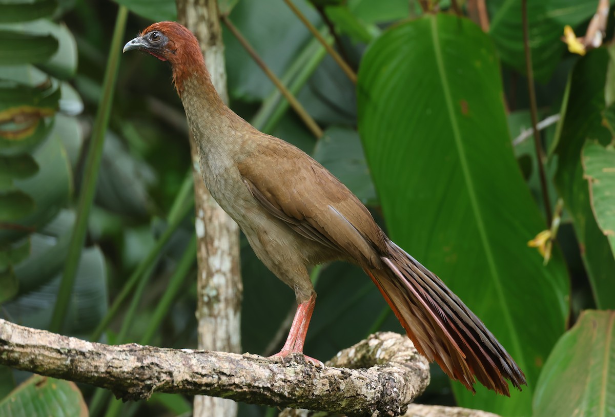 Variable Chachalaca - ML547319911