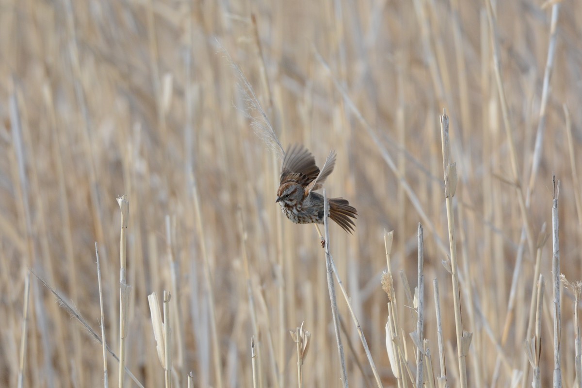 Song Sparrow - ML54732061