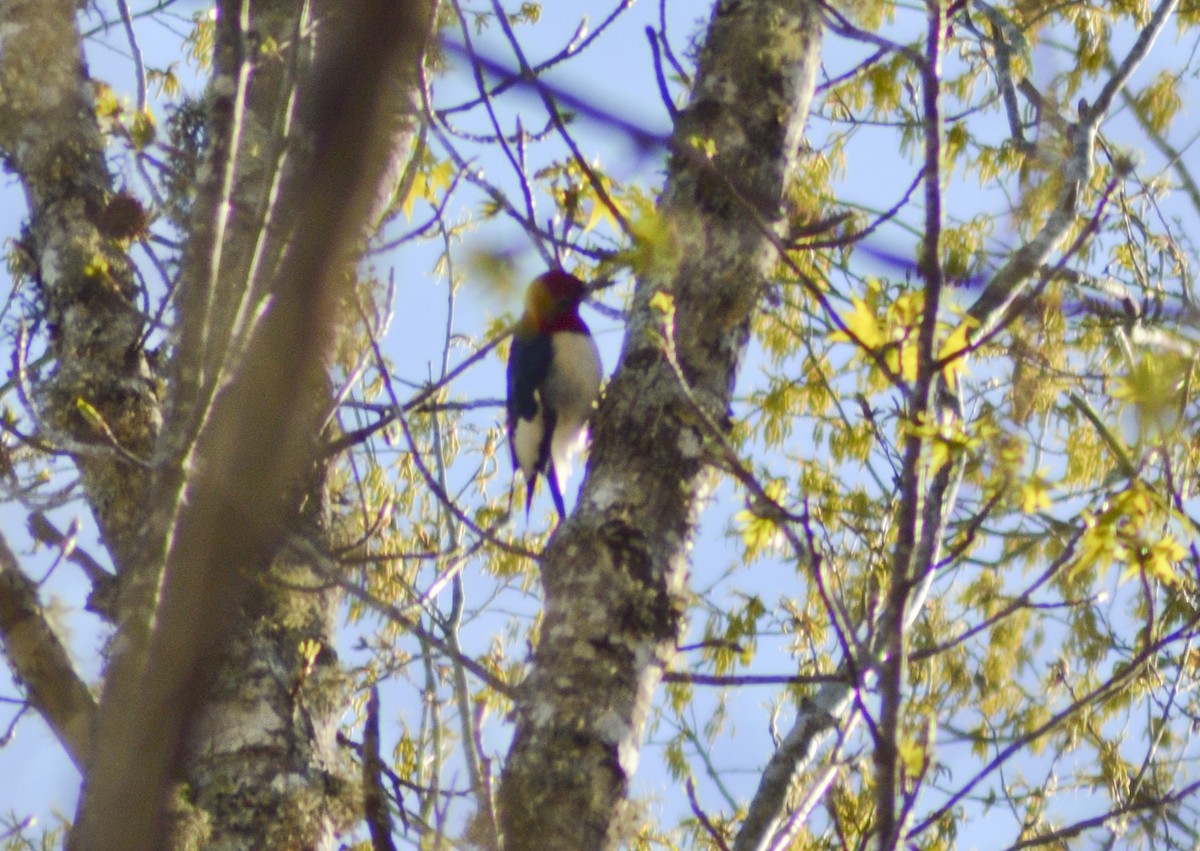 Red-headed Woodpecker - crawford wilson