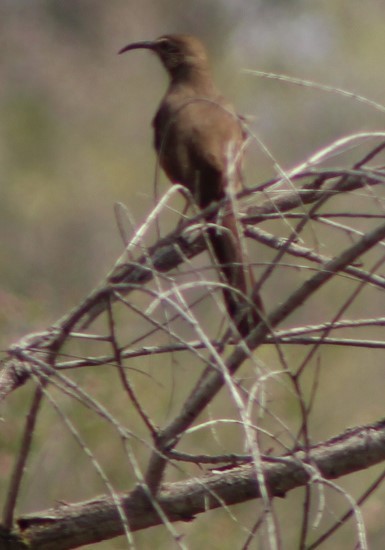 California Thrasher - ML547324471