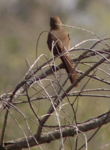 California Thrasher - ML547324491