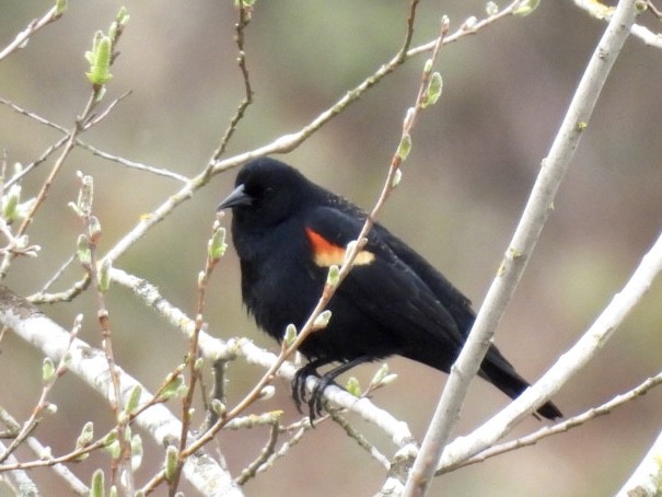 Red-winged Blackbird - ML547325831