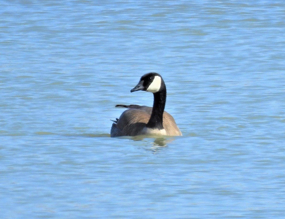 Canada Goose - ML547326181