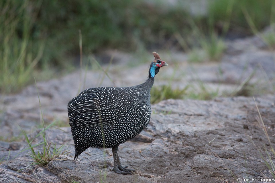 Helmeted Guineafowl - Luis Rodrigues