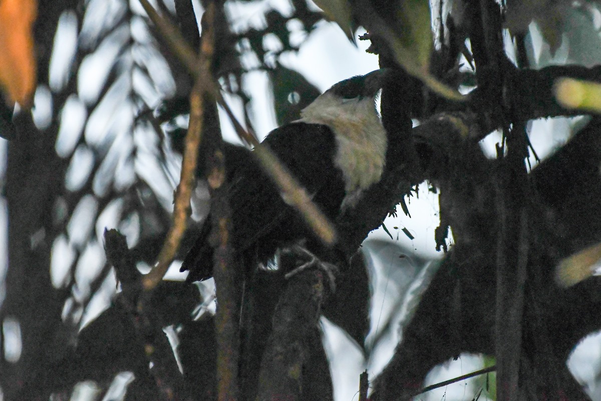 Pied Coucal - ML547328541