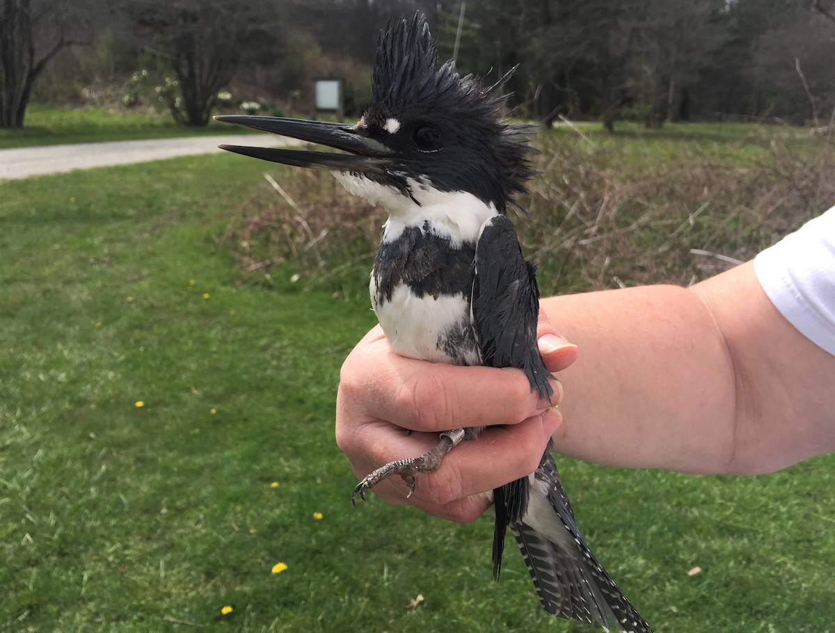 Belted Kingfisher - Josh Lefever