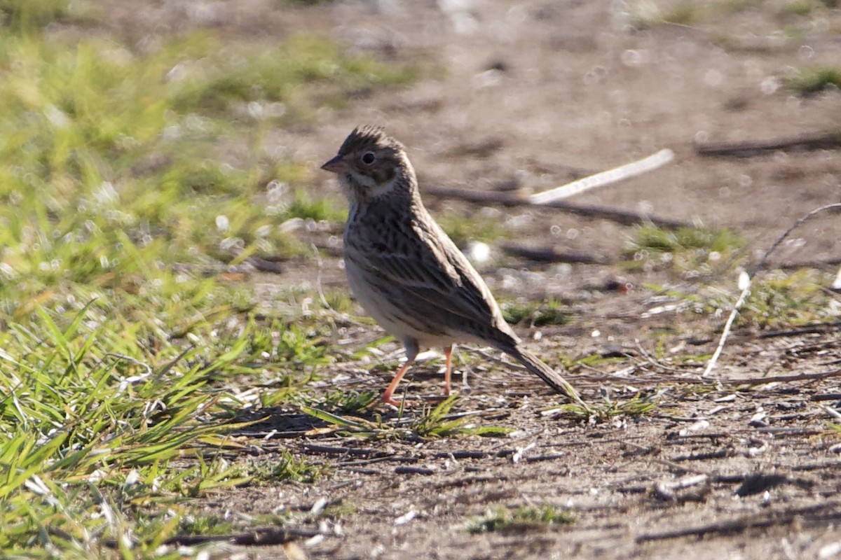 Vesper Sparrow - ML547328931