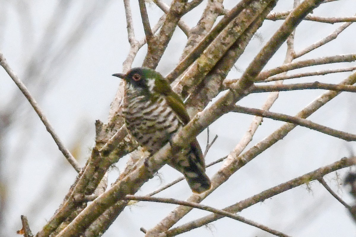 White-eared Bronze-Cuckoo - ML547329971