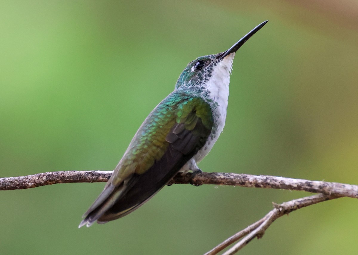 kolibřík běloprsý - ML547330121