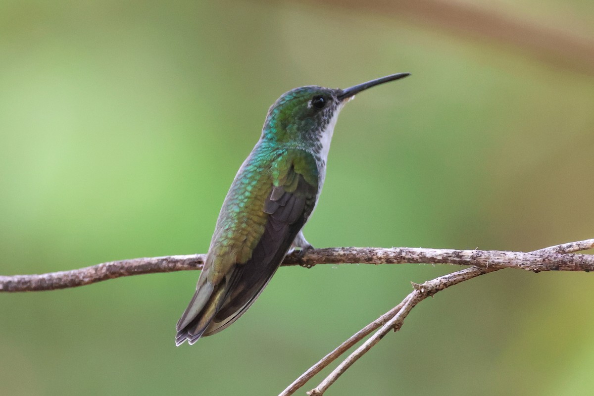 White-chested Emerald - ML547330151