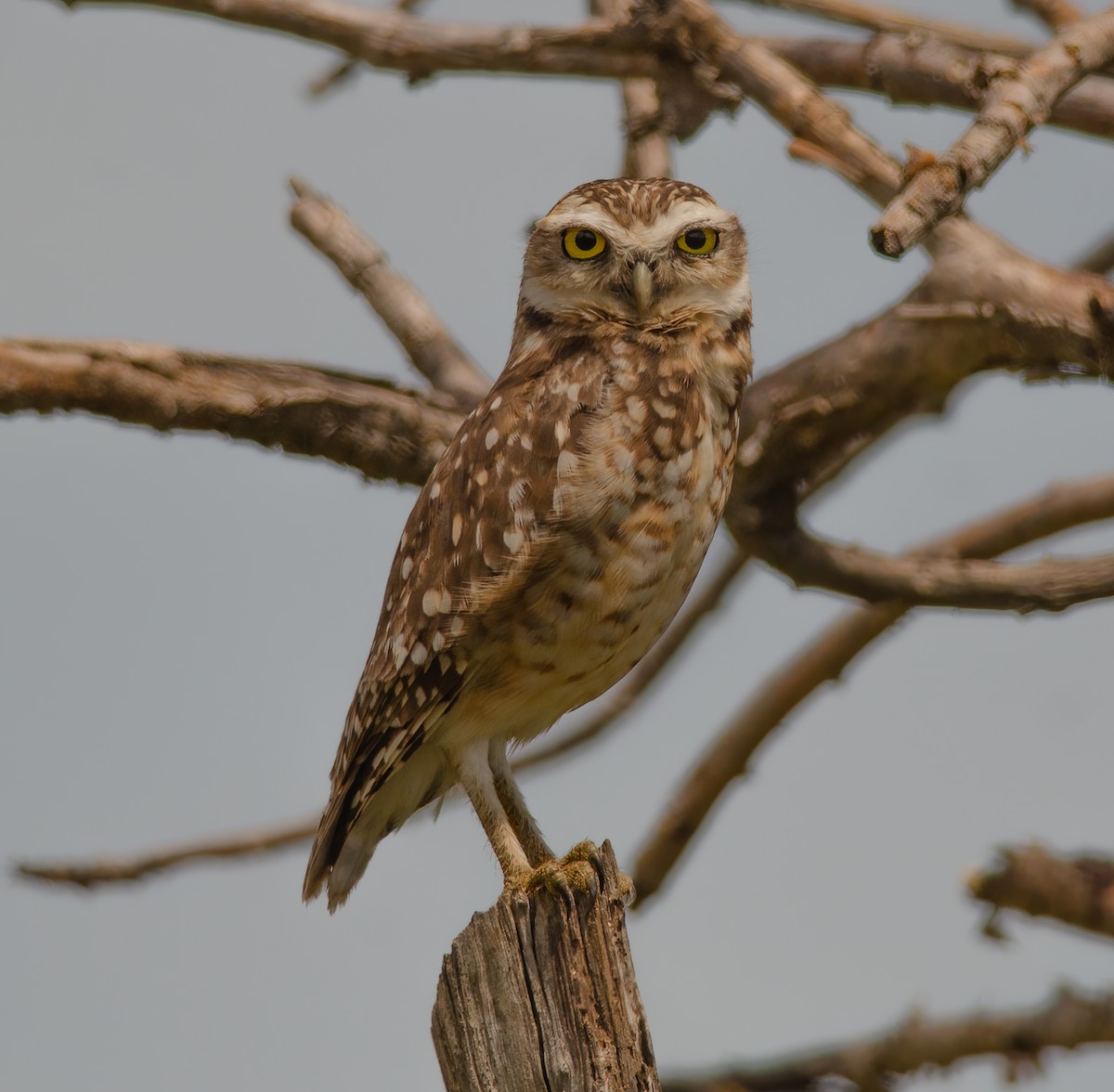 Burrowing Owl - ML547332991