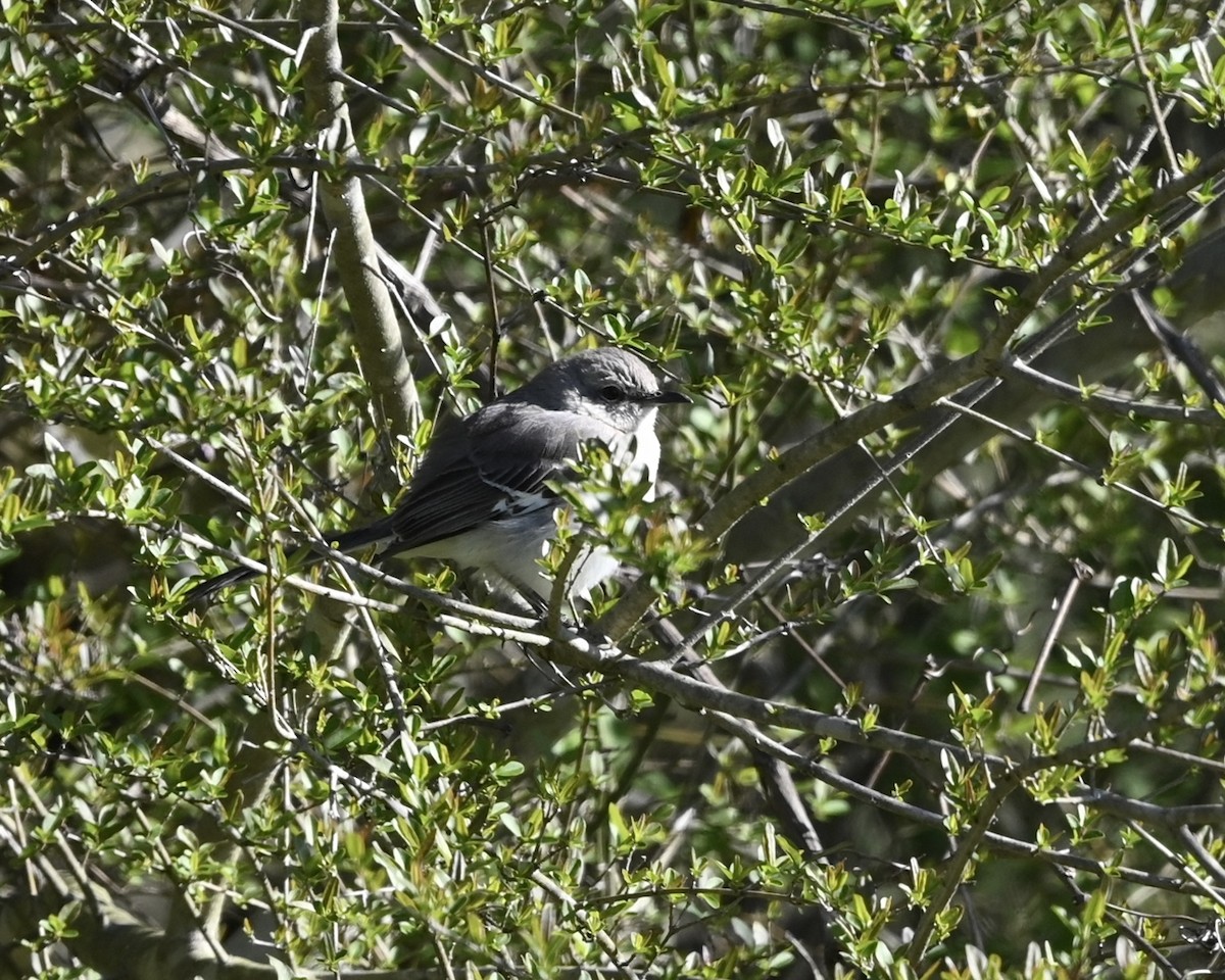 Northern Mockingbird - ML547334981