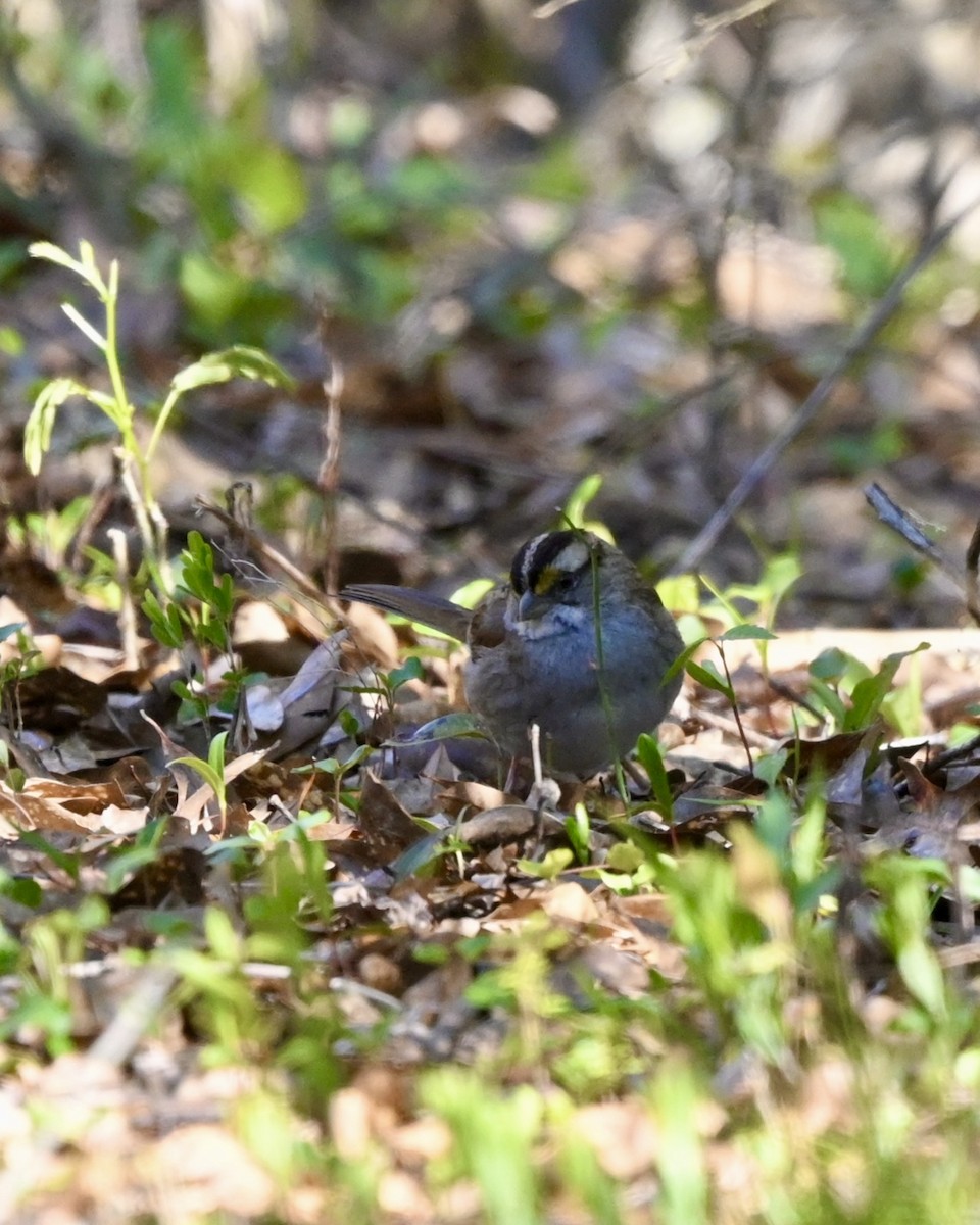 White-throated Sparrow - ML547335071