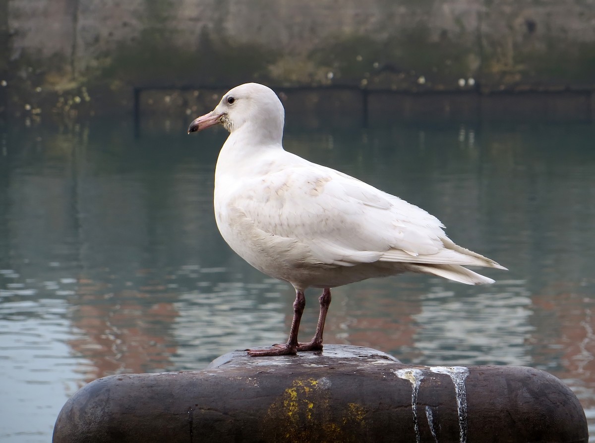 Glaucous Gull - ML547335181