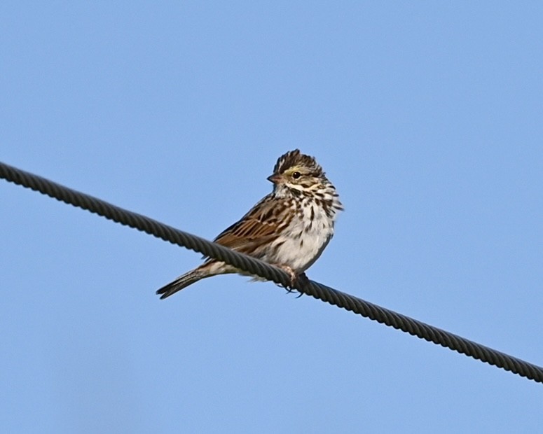 Savannah Sparrow - ML547335201