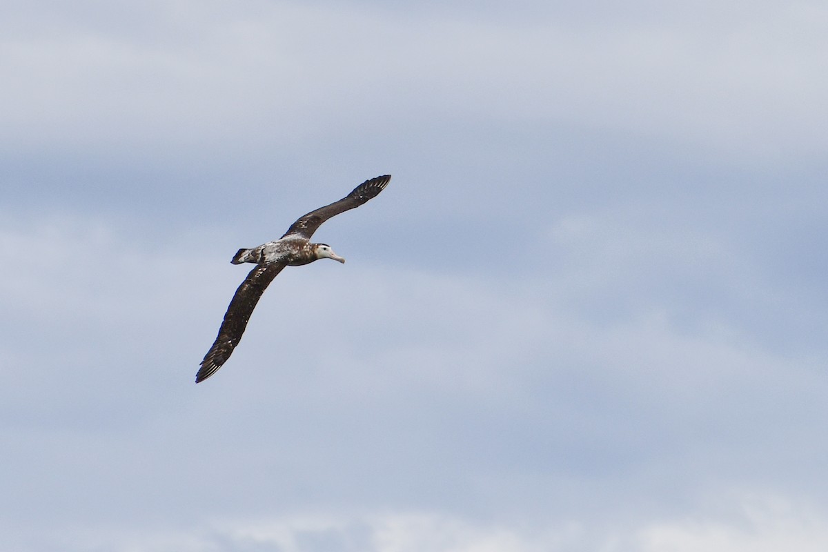 Antipodean Albatross - ML547335251