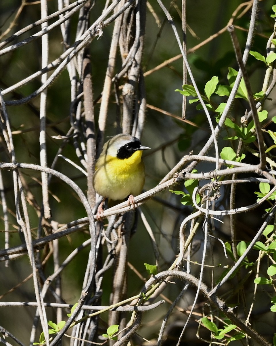 Common Yellowthroat - ML547335501