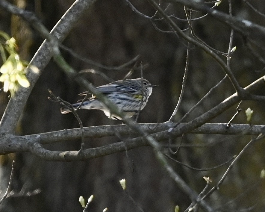 Yellow-rumped Warbler - ML547335601