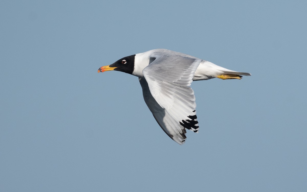 Pallas's Gull - ML547335661