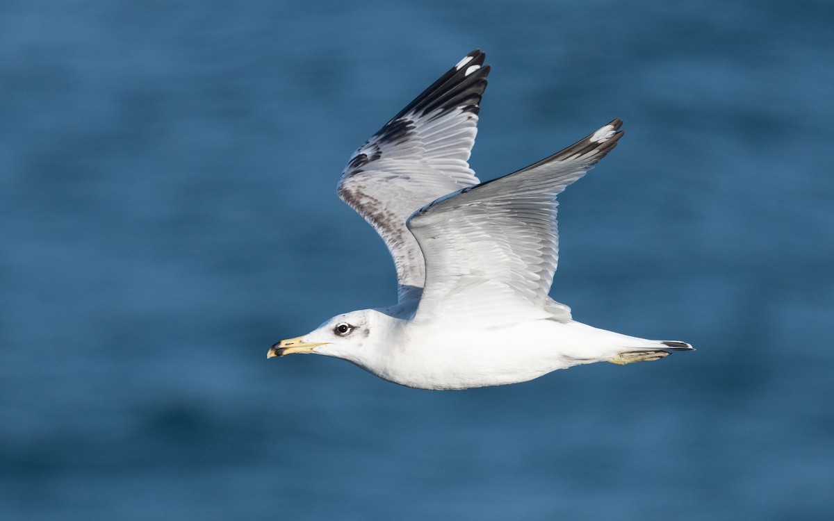 Pallas's Gull - ML547335681