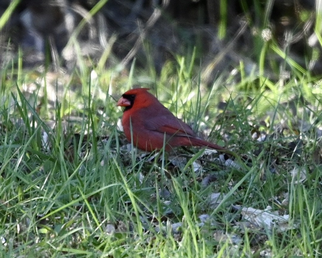 Northern Cardinal - ML547335741