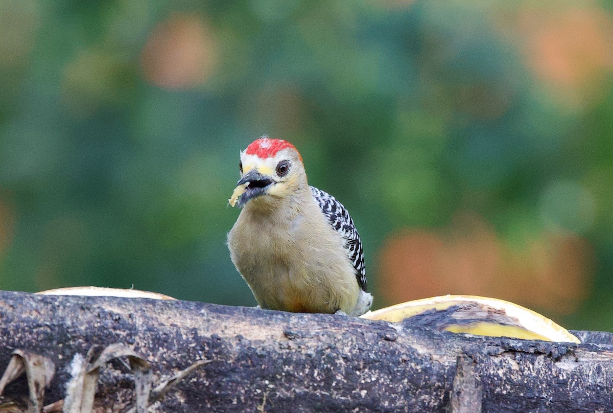 Red-crowned Woodpecker - ML547336281