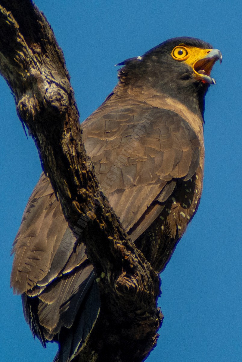 Mountain Serpent-Eagle - ML547337201