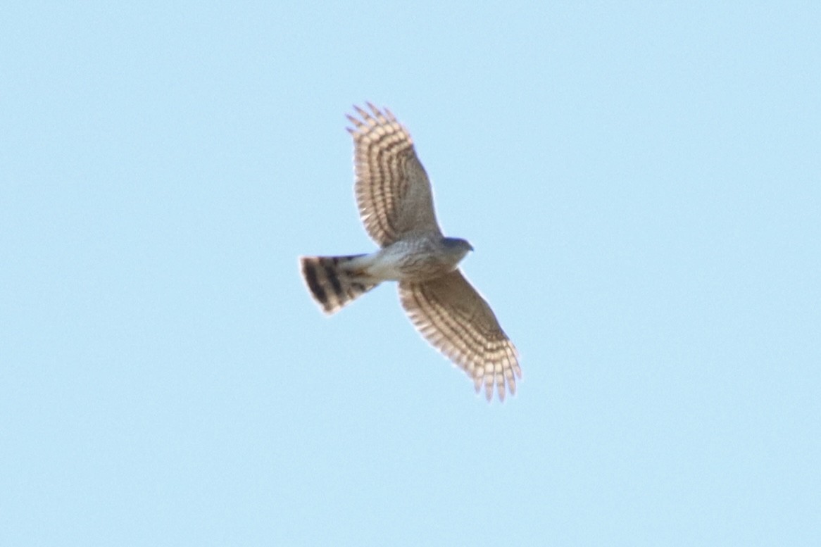 Sharp-shinned Hawk - ML547337321