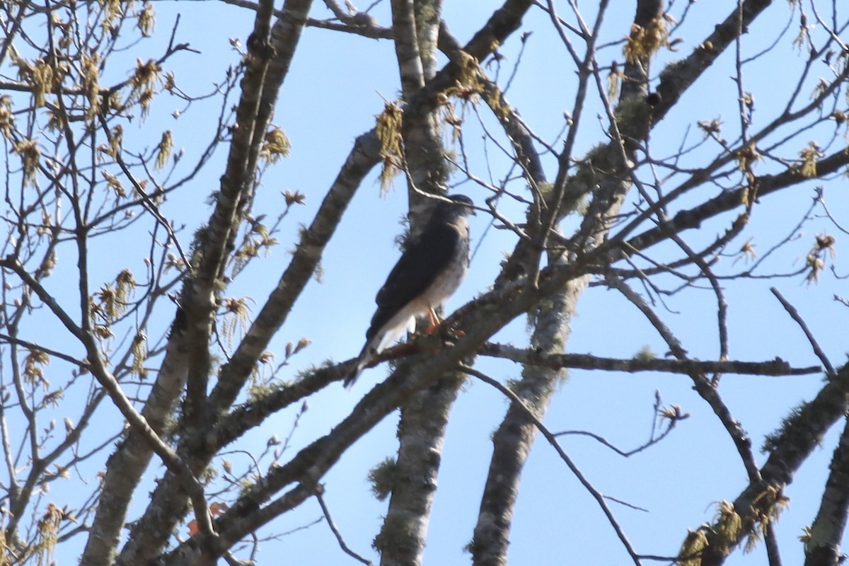 Sharp-shinned Hawk - ML547337331