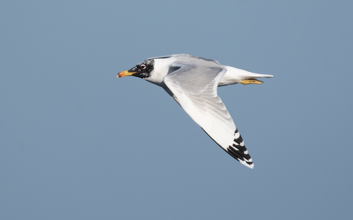 Pallas's Gull - ML547337421