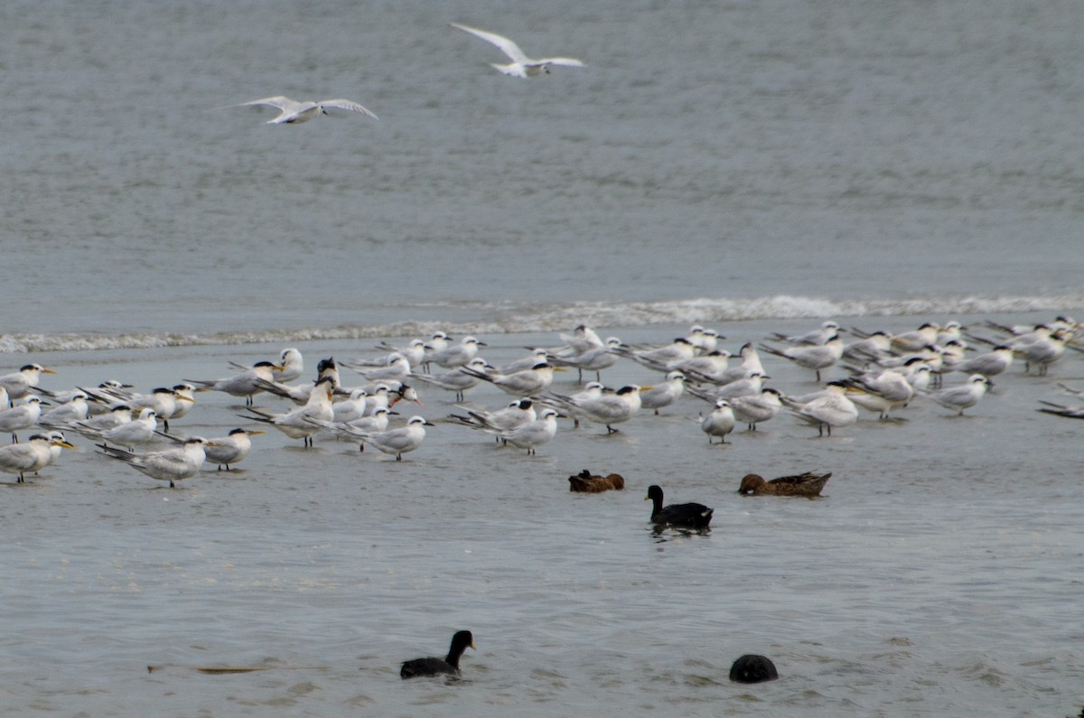 Snowy-crowned Tern - ML547337611