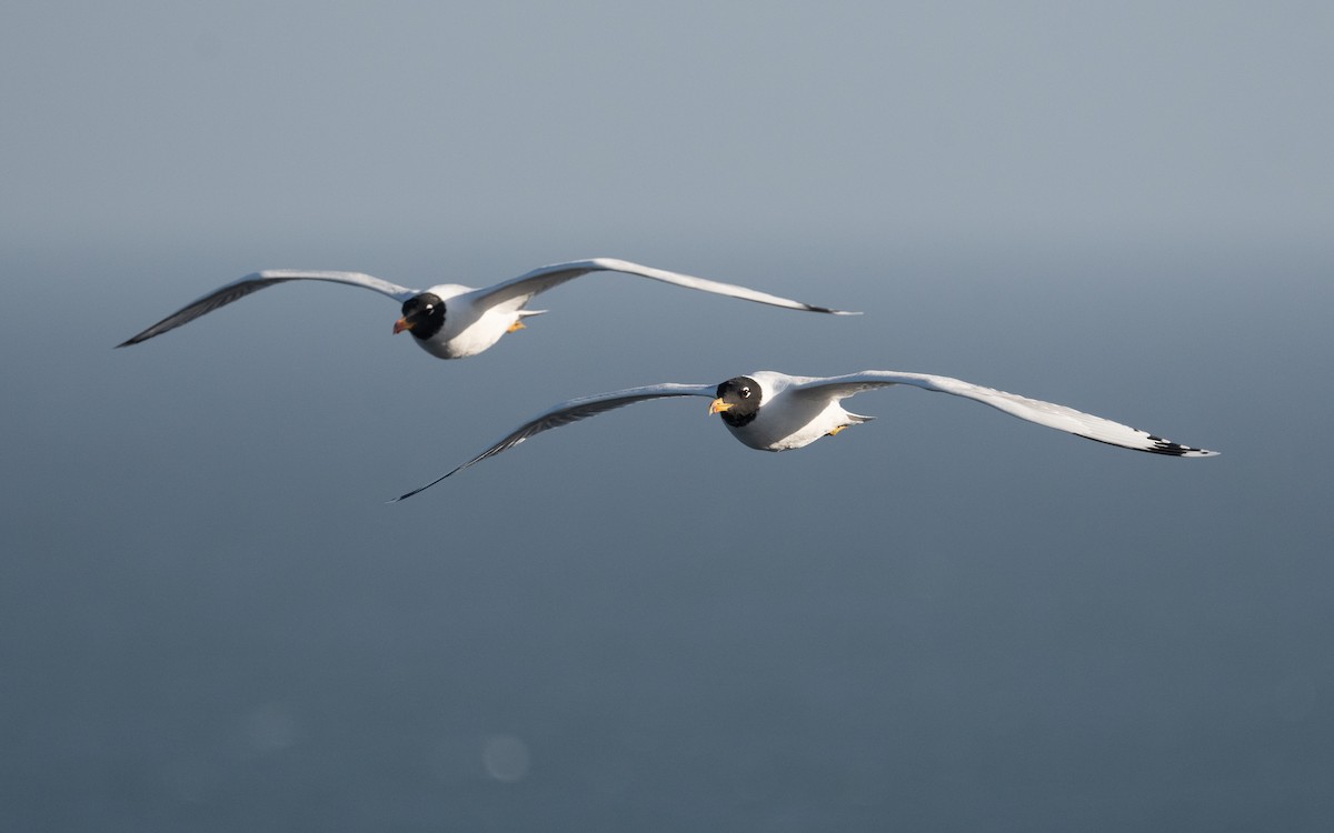 Pallas's Gull - ML547337991