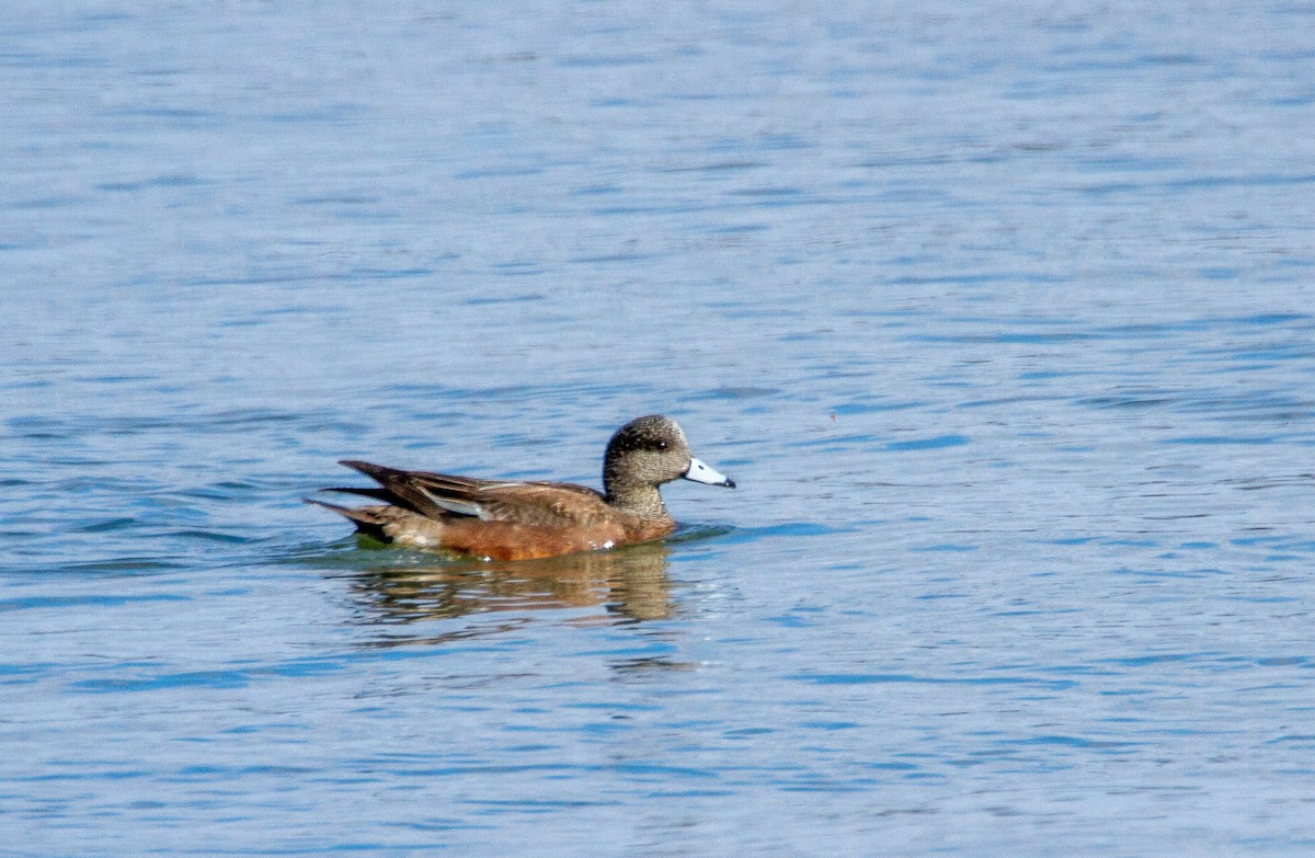 American Wigeon - ML547340081