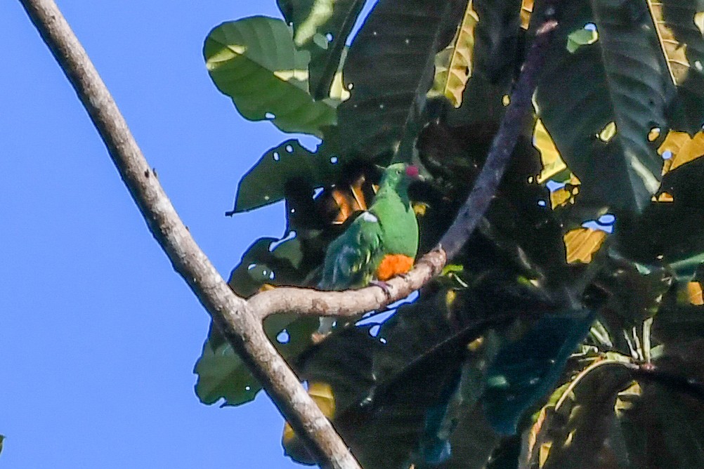 Knob-billed Fruit-Dove - ML547340231