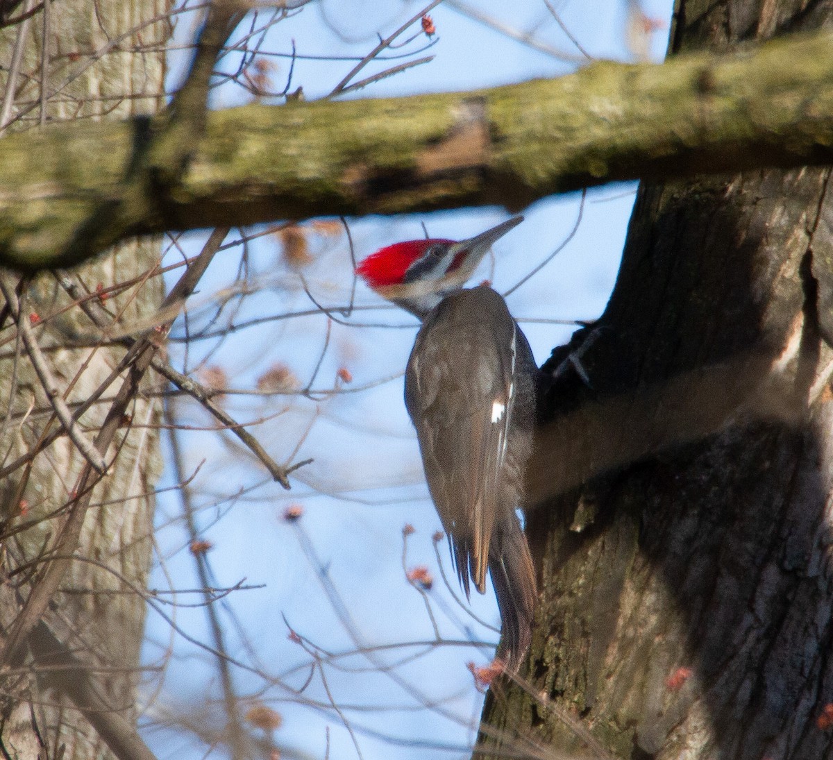 Pileated Woodpecker - ML547340281