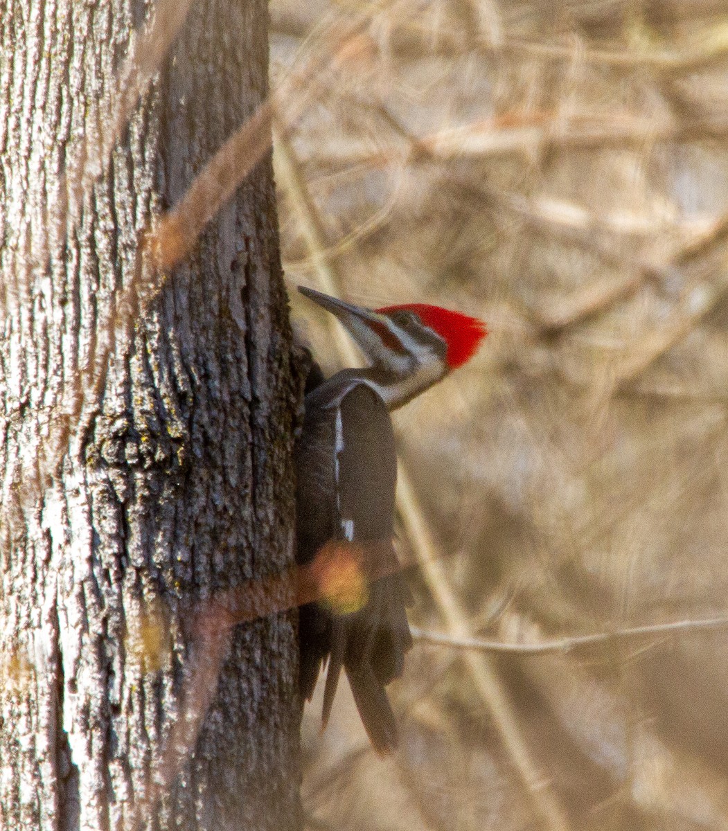 Pileated Woodpecker - ML547340291