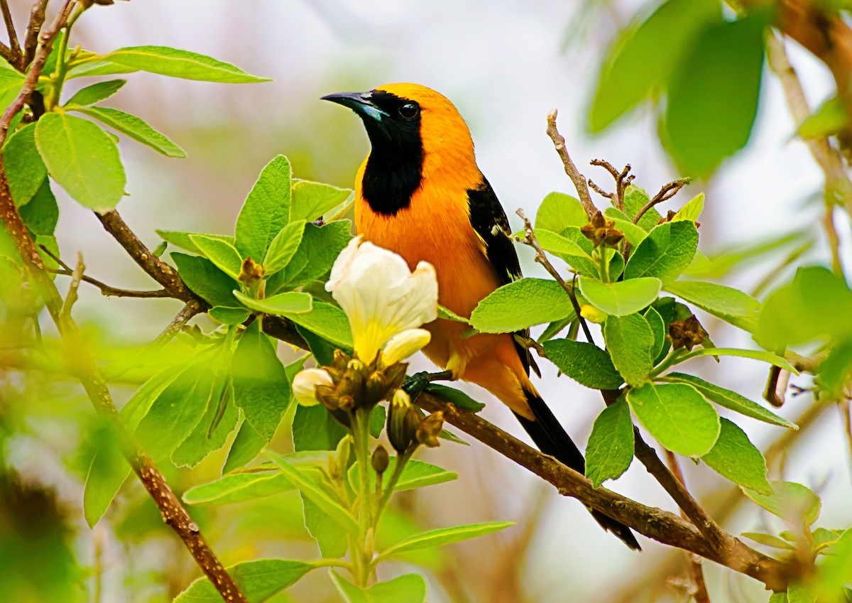 Hooded Oriole - ML547340981