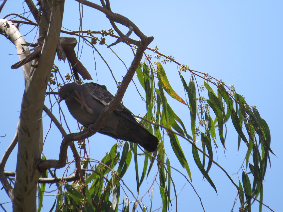 Spot-winged Pigeon - Elena Jackson