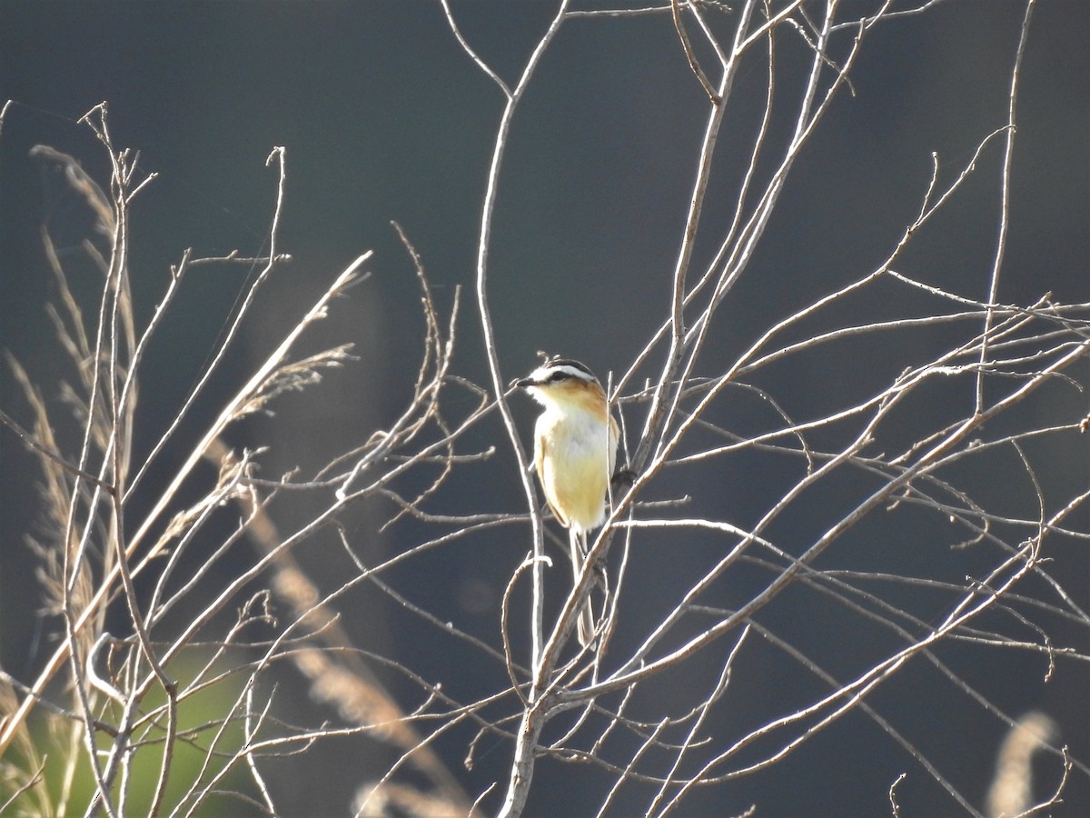 Sharp-tailed Tyrant - ML547341951