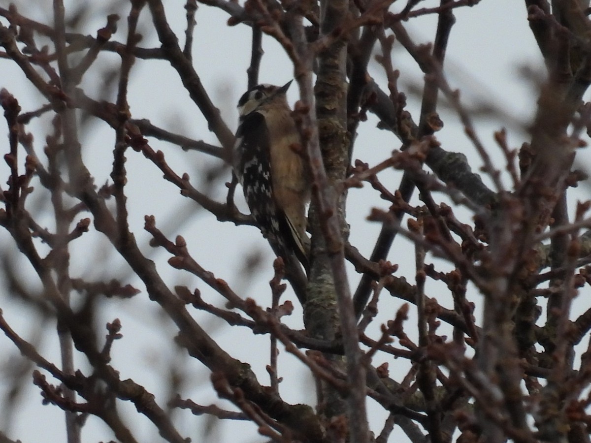 Цоохор тоншуул - ML547342061