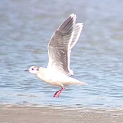 Little Gull - Neil Brown