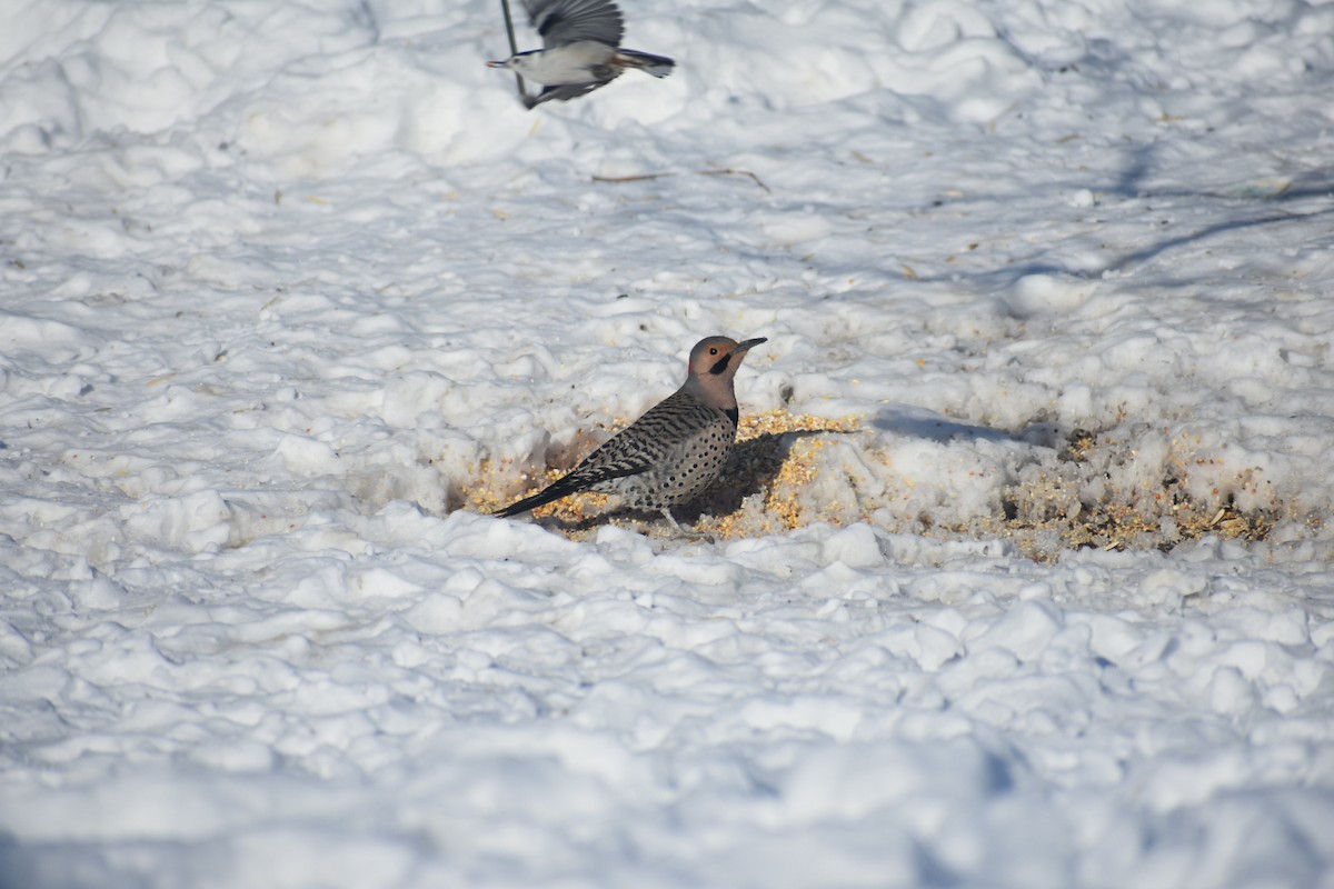 White-breasted Nuthatch - Granger Dick