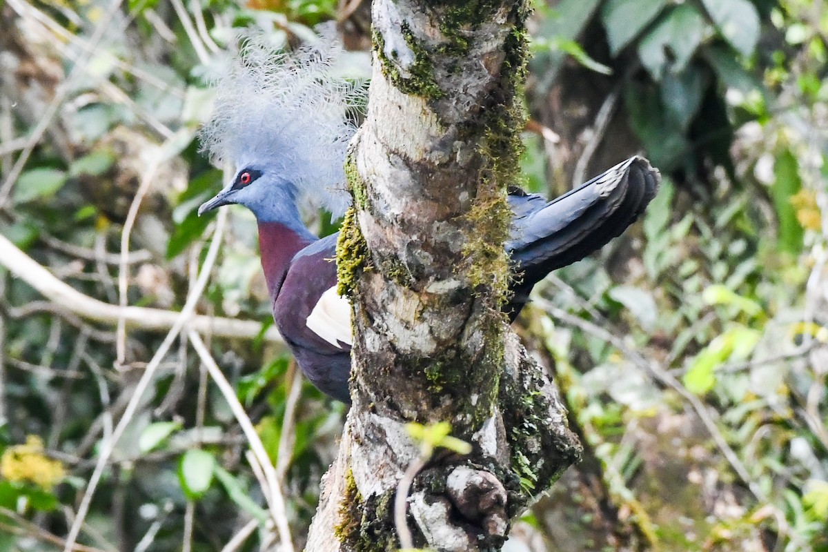 Sclater's Crowned-Pigeon - Alison Bentley