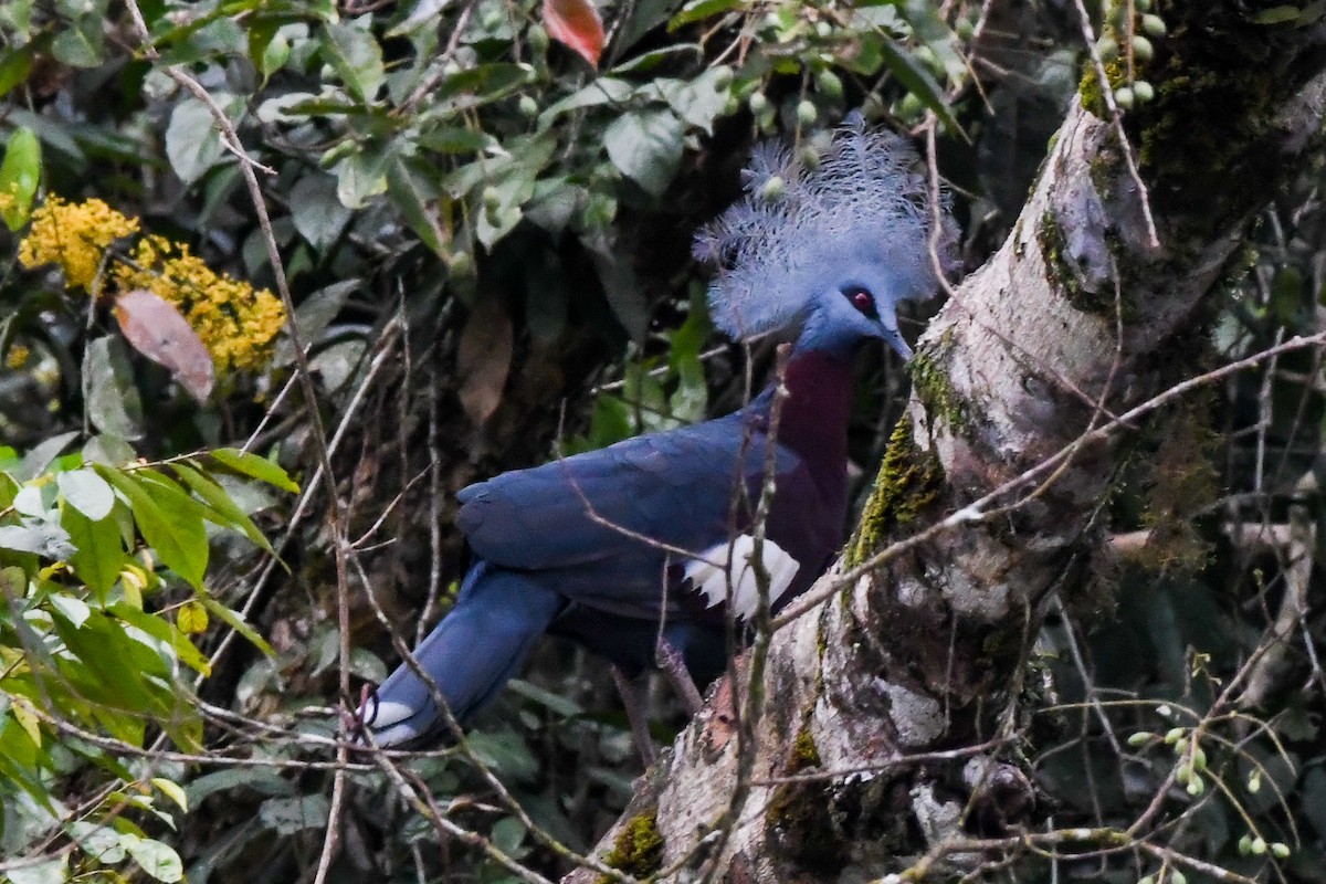 Sclater's Crowned-Pigeon - ML547343911