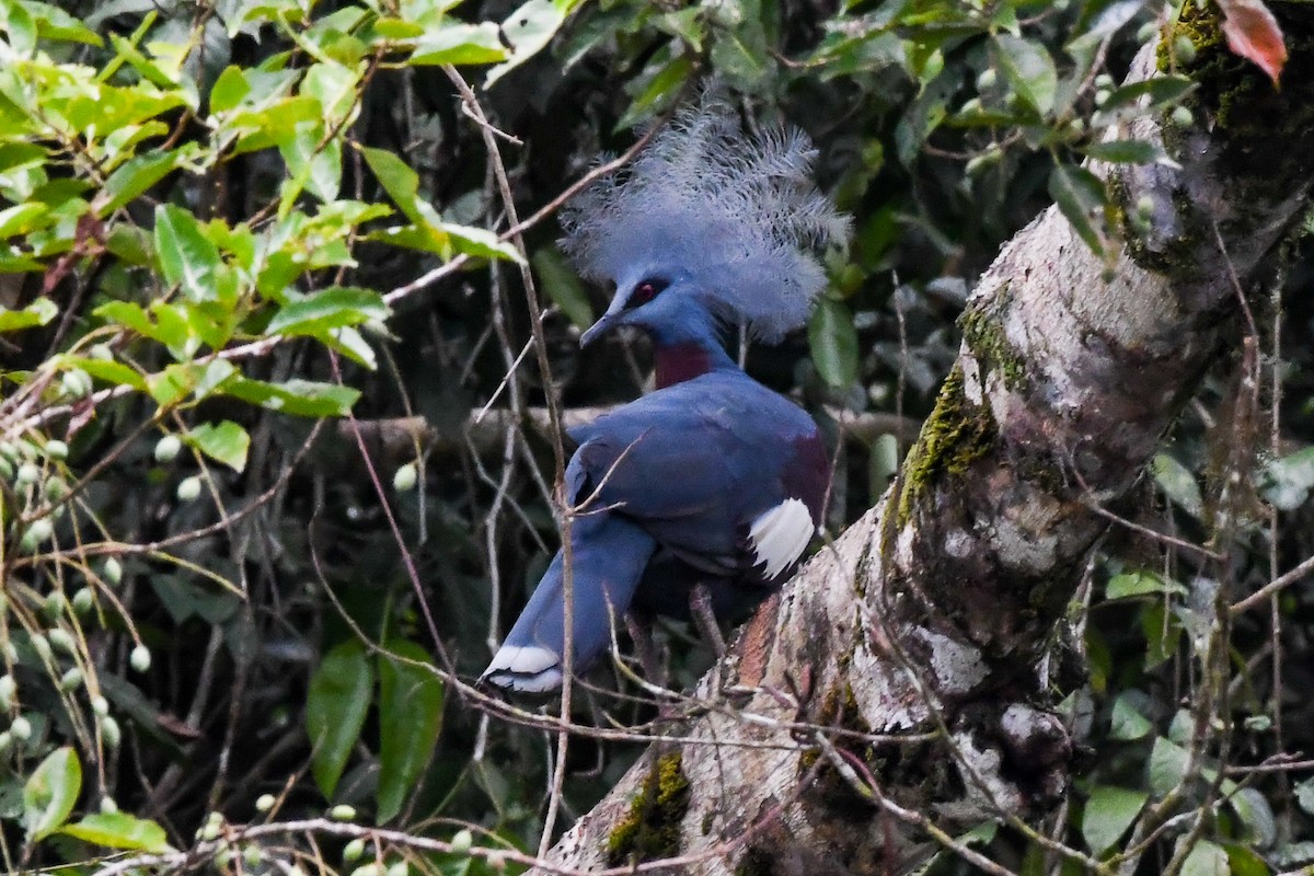 Sclater's Crowned-Pigeon - ML547343921
