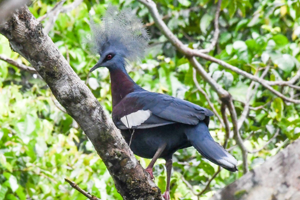 Sclater's Crowned-Pigeon - ML547343951